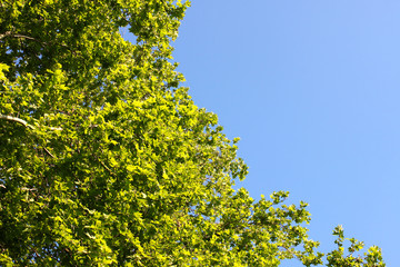 Green leaves of sycamore against the blue sky