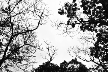 beautiful tree branch - monochrome