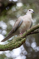 Willowbank Wildlife Reserve, Christchurch, South Island, New Zealand