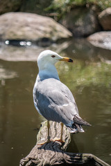seagull on beach