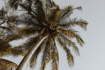 Fototapeta na wymiar Coconut green palm trees against blue sky with retro or vintage colors and tones. Minimal wallpaper.Travel or exotic concept. Summer background.