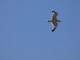 Gaviota volando por encima de los acantilados y el azul mar mediterráneo y por debajo del cielo azul