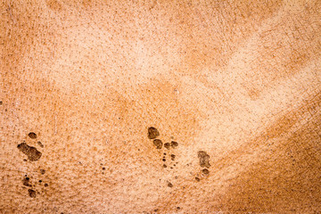 Genuine brown leather texture background. Back side.
