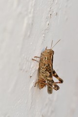 Calliptamus is a genus of 'short-horned grasshopper' belonging to the family Acrididae, subfamily Calliptaminae, Crete