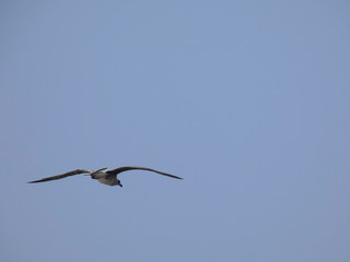 Gaviota volando por encima de los acantilados y el azul mar mediterráneo y por debajo del cielo azul