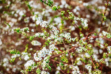 Spring blooming shrub with many white Bridalwreath spiraea flowers, general view. Close up of Meadowsweet, double White May or May Bush. Trendy colored beautiful pring flowers