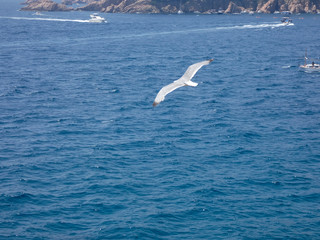 Gaviota volando por encima de los acantilados y el azul mar mediterráneo y por debajo del cielo azul