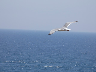 Fototapeta na wymiar Gaviota volando bajo el cielo azul del mediterráneo; las gaviotas saben utilizar muy bien las corrientes de aire y las corrientes térmicas.