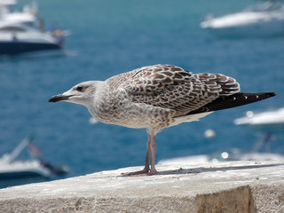 Polluelo de gaviota, el color pardo de sus alas lo delatan, las gaviotas adultas tienen el plumage más claro y son más elegantes. El pico del polluelo aún no está formado del todo.