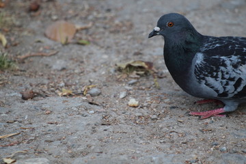 Piccione