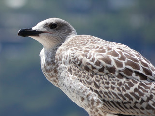 Polluelo de gaviota, el color pardo de sus alas lo delatan, las gaviotas adultas tienen el plumage más claro y son más elegantes. El pico del polluelo aún no está formado del todo.