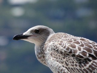 Polluelo de gaviota, el color pardo de sus alas lo delatan, las gaviotas adultas tienen el plumage más claro y son más elegantes. El pico del polluelo aún no está formado del todo.