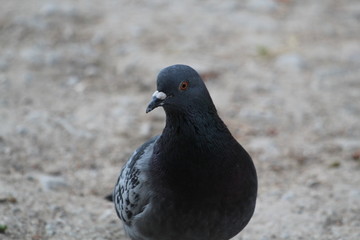 Piccione