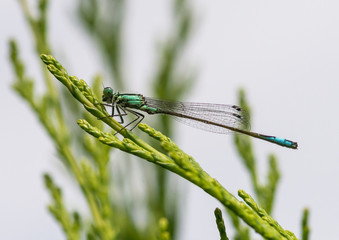 Blue Tail