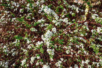 Spring blooming shrub with many white Bridalwreath spiraea flowers, general view. Close up of Meadowsweet, double White May or May Bush. Trendy colored beautiful pring flowers