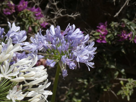 Flor de jard&iacute;n bien cuidada, regada abonada.