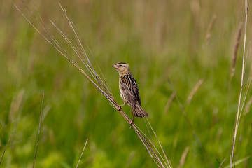 Female  Bobolink (Dolichonyx oryzivorus) sitting on a branch of a bush in a meadow near the nest.Nature scene from Wisconsin wildlife area.