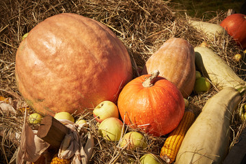 Still life with orange pumpkins, apples and corn