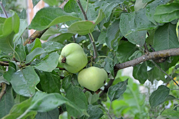 Apples on a branch close up