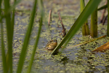 The northern leopard frog (Lithobates pipiens) in the swamp.