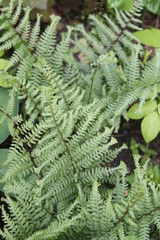 silver fern in the garden in summer
