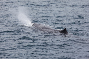 Sperm Whale, Kaikoura, South Island, New Zealand