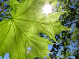 Young leaf of sycamore tree in the sunlight