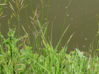 Bright green juicy summer grass growing on the shore against the backdrop of muddy green water in the river