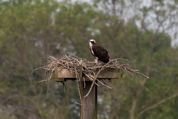 Female Western osprey (Pandion haliaetus) landing on the nest