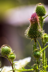 Burdock flowers (Arctium lappa) on a meadow