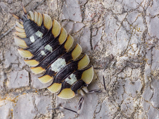 Porcellio expansus, endemic animal of Spain.