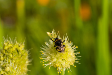 bee on flower
