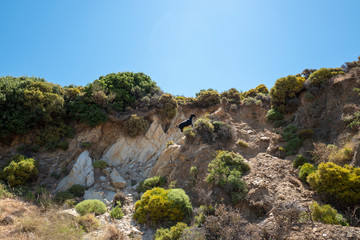 Ziegen in Griechenland Naxos