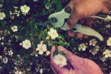 The gardener cuts flowers in the garden. Concept of pruning and collecting flowers. The gardener collects beautiful red, yellow, white flowers. Taking care of the garden, collecting flowers.