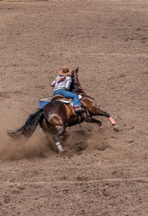 Barrel Racing at a Rodeo, cowgirl riding a dark colored horse around a barrel. She has a pony tail and is wearing a large tan cowboy hat. The dirt is flying as the horse digs in. - obrazy, fototapety, plakaty