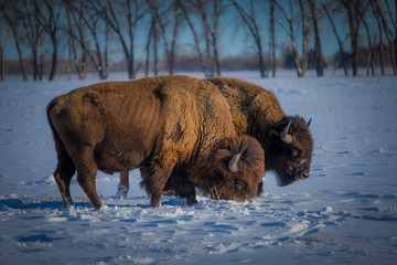 American bisons in Colorado