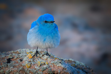 Mountain Bluebird