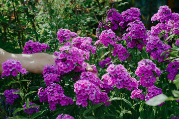 The gardener cuts flowers in the garden. Concept of pruning and collecting flowers. The gardener collects beautiful red, yellow, white flowers. Taking care of the garden, collecting flowers.
