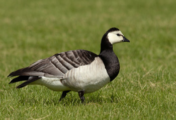 Barnacle goose