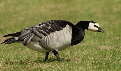 Barnacle goose