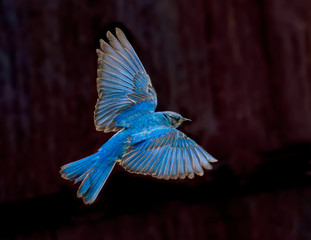 Blue Beauty – A male mountain bluebird spreads its wings and brakes for a landing near its nest. Silverthorne, Colorado.