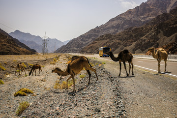 Dromedary camels crossing the road, Dahab,South Sinai, Egypt.