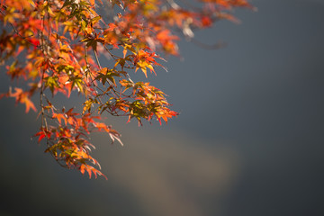 紅葉