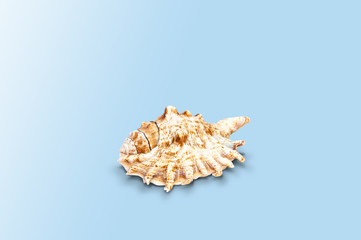 Seashell from the sea on a blue, pastel background. The concept of holidays and the import of souvenirs from the sea. Returning home from vacation. Sea shells isolated.