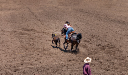 Break Away Roping A cowgirl rides a dark horse chasing a calf. She has just lassoing the calf with a white lasso. She is wearing a black hat and has blond hair hanging down her back. 1 cowboy watches.