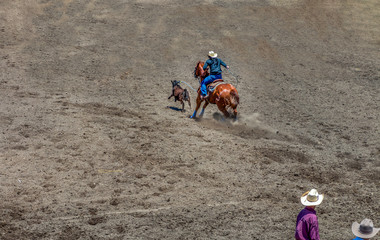 Break Away Roping, a cowgirl rides a roan horse chasing a calf. She has just lassoed the calf with a blue lasso. She is wearing a while hat and has black hair hanging down her back. 2 cowboys watch.