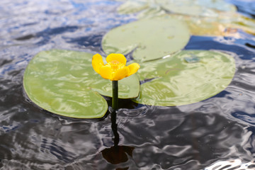 Yellow water Lily on clear water in the lake