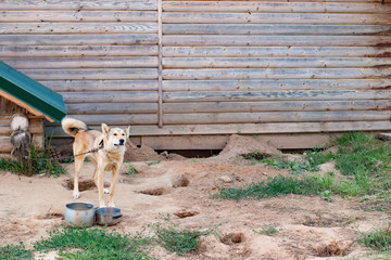 The dog is on the chain at the kennel