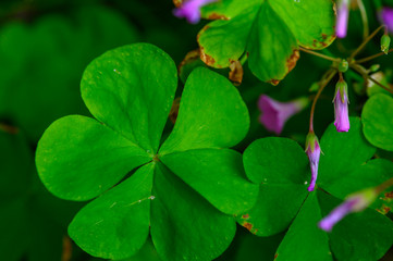 Heart-shaped leaves of wood-sorrel (Oxalis acetosella), which is considered lucky charm.