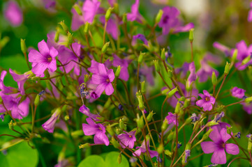 Obraz premium Wildly proliferating and pink flowering wood-sorrel (Oxalis acetosella).